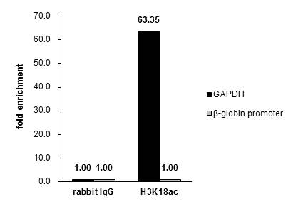 H3K18ac Antibody in ChIP assay (ChIP)
