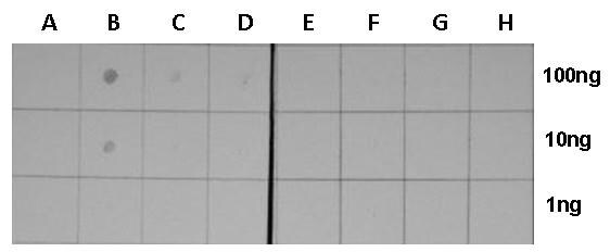 H3K18ac Antibody in Dot blot (DB)