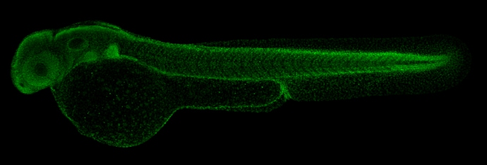 H3k4me3 Antibody Pa5 85525