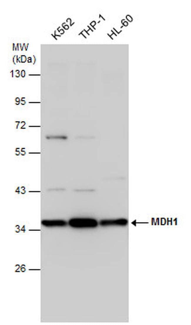 MDH1 Antibody in Western Blot (WB)