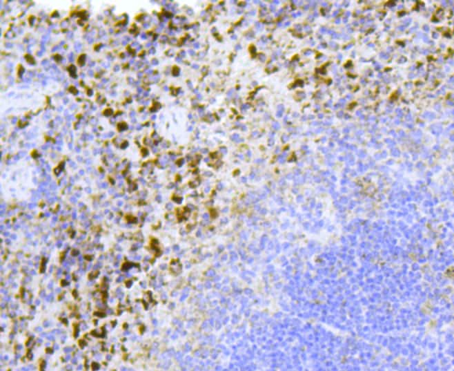 Cytochrome C Antibody (pa5-86022)