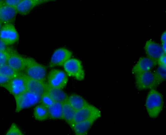 Jagged1 Antibody (pa5-86057)