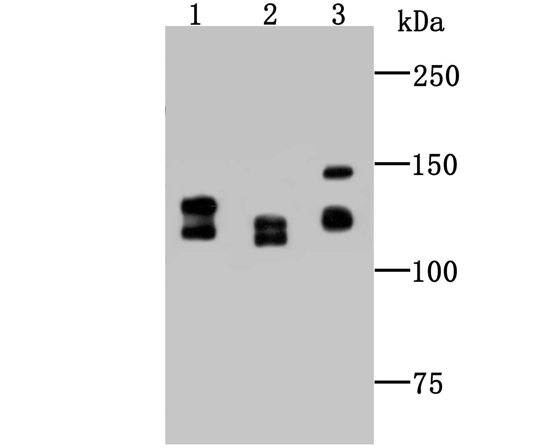 DDB1 Antibody in Western Blot (WB)