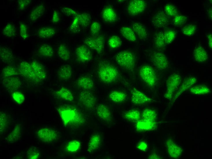 cIAP1 Antibody (PA5-87514)