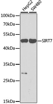 SIRT7 Antibody in Western Blot (WB)