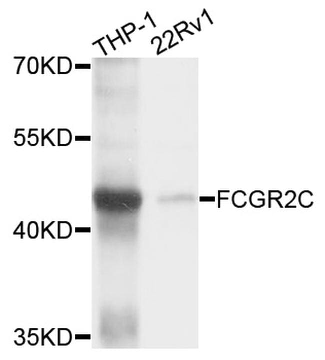 Anti-CD32 Antibodies | Invitrogen