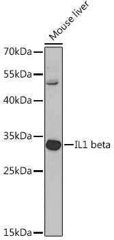 IL-1 beta Antibody (PA5-88078)