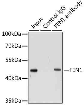 FEN1 Antibody in Immunoprecipitation (IP)