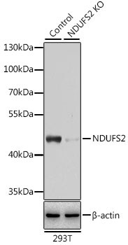 NDUFS2 Antibody (PA5-88813)