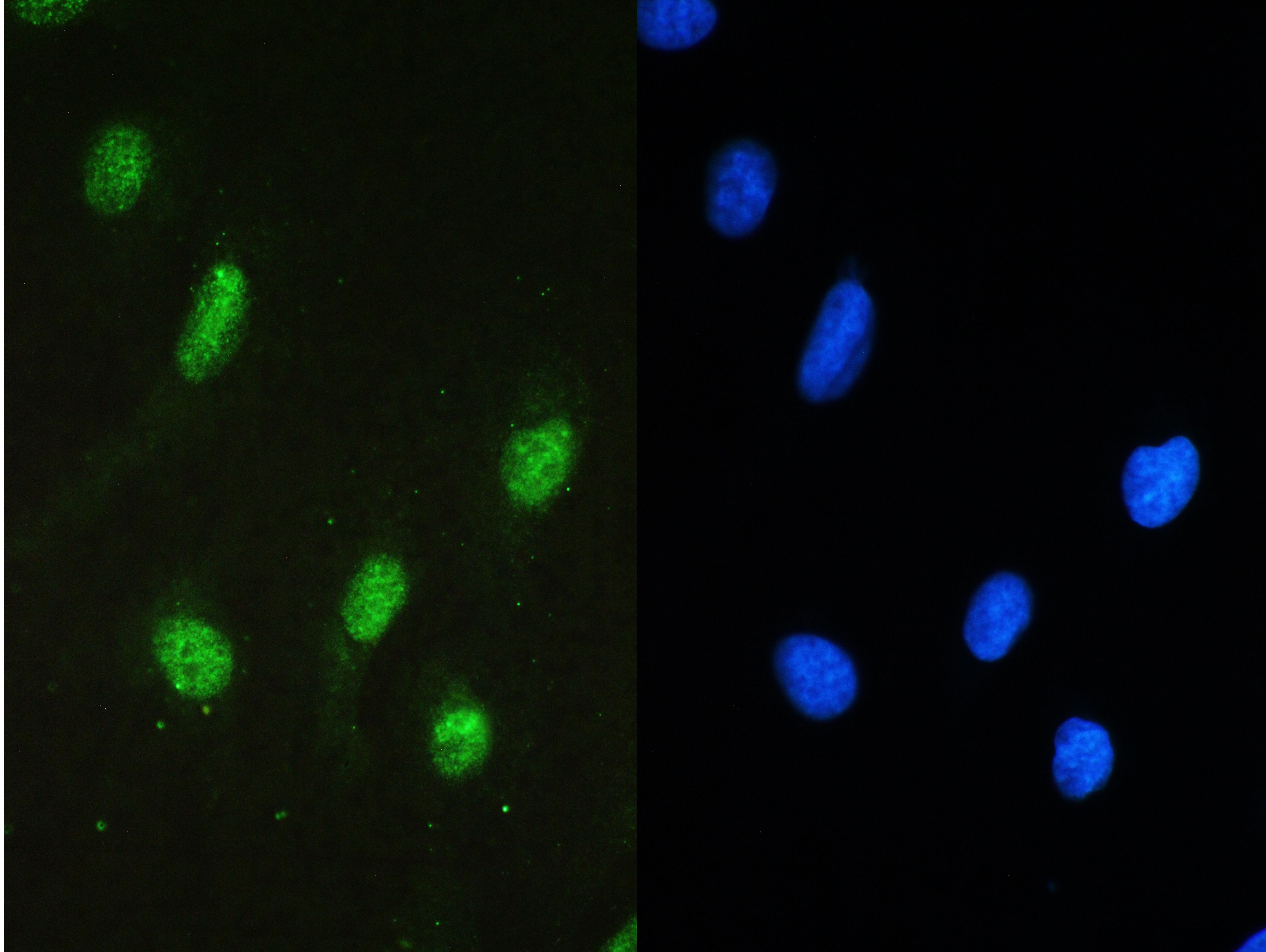 STAT1 Antibody (PA5-95442)