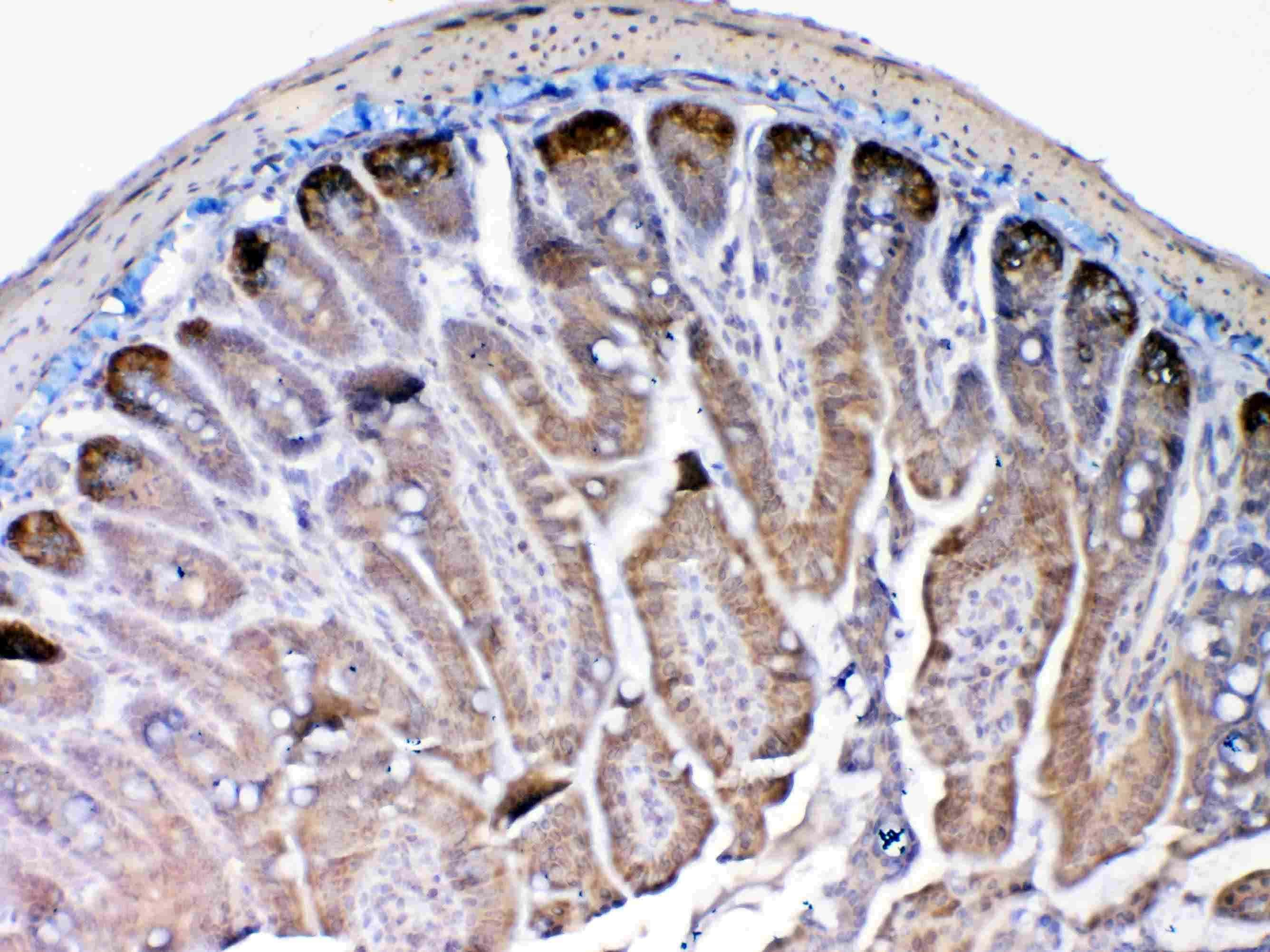 MMP13 Antibody (PA5-95486)