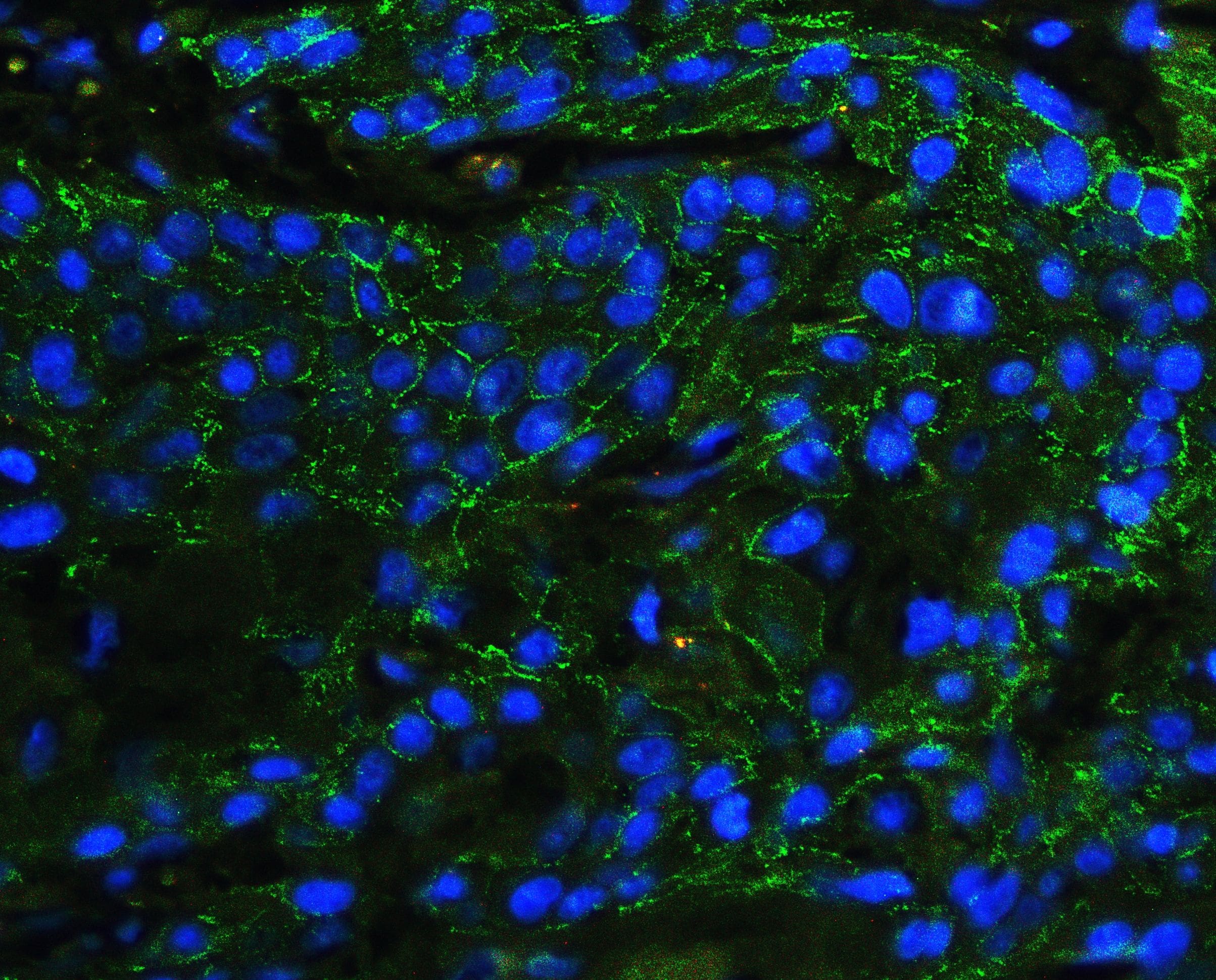 P-cadherin Antibody (PA5-95543)