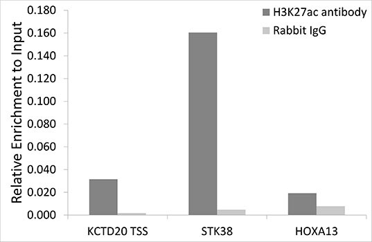 H3K27ac Antibody in ChIP assay (ChIP)
