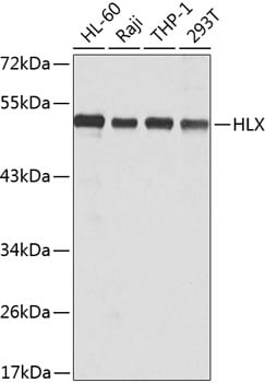 HLX Antibody in Western Blot (WB)