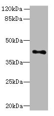 HTR1E Antibody in Western Blot (WB)