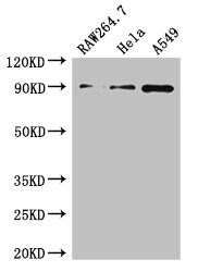 A20 Antibody (PA5-98202)