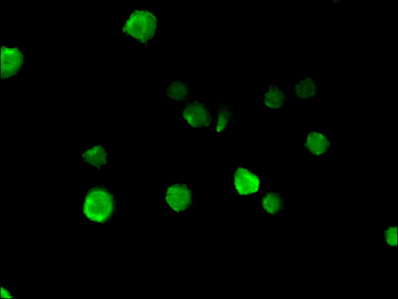 NUP85 Antibody (PA5-98920)