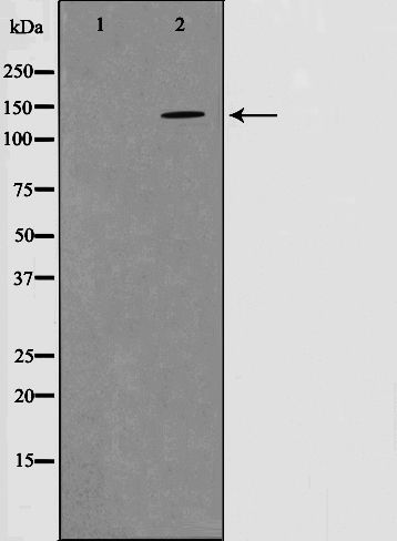 Phospho-PYK2 (Tyr580) Antibody in Western Blot (WB)