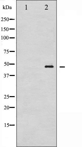 Phospho-GATA1 (Ser142) Antibody in Western Blot (WB)