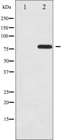 Phospho-C-rel (Ser503) Antibody in Western Blot (WB)
