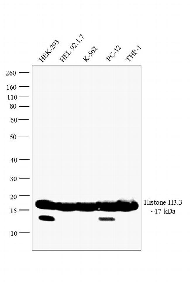 Histone H3 Antibody (PA517697)