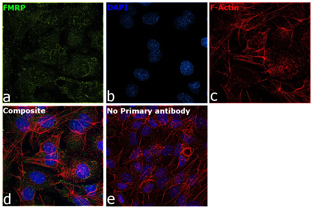 Fmrp Antibody (pa5-18742)