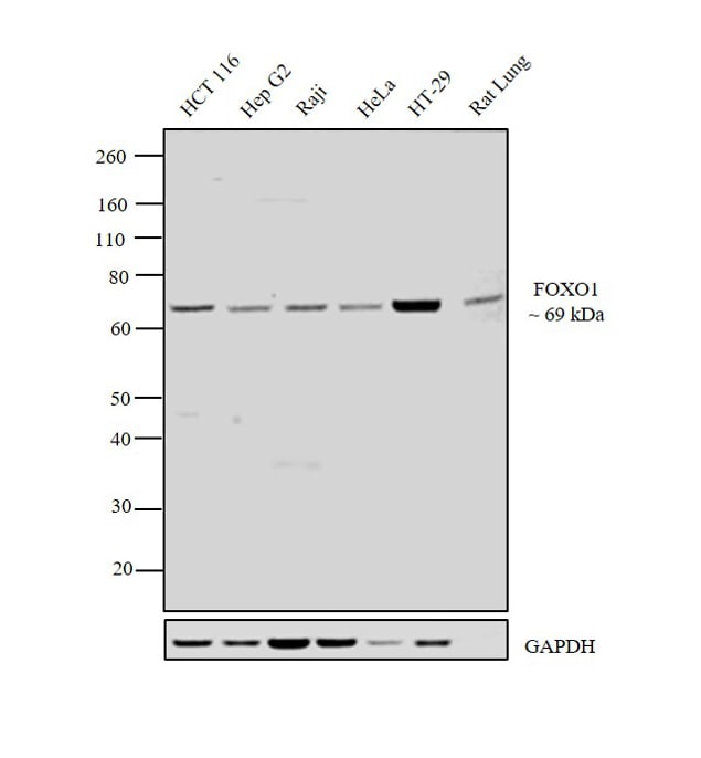 FOXO1 Antibody (PA5-20972)