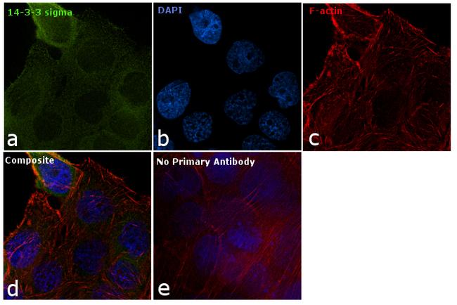 14-3-3 sigma Antibody (PA5-23507)
