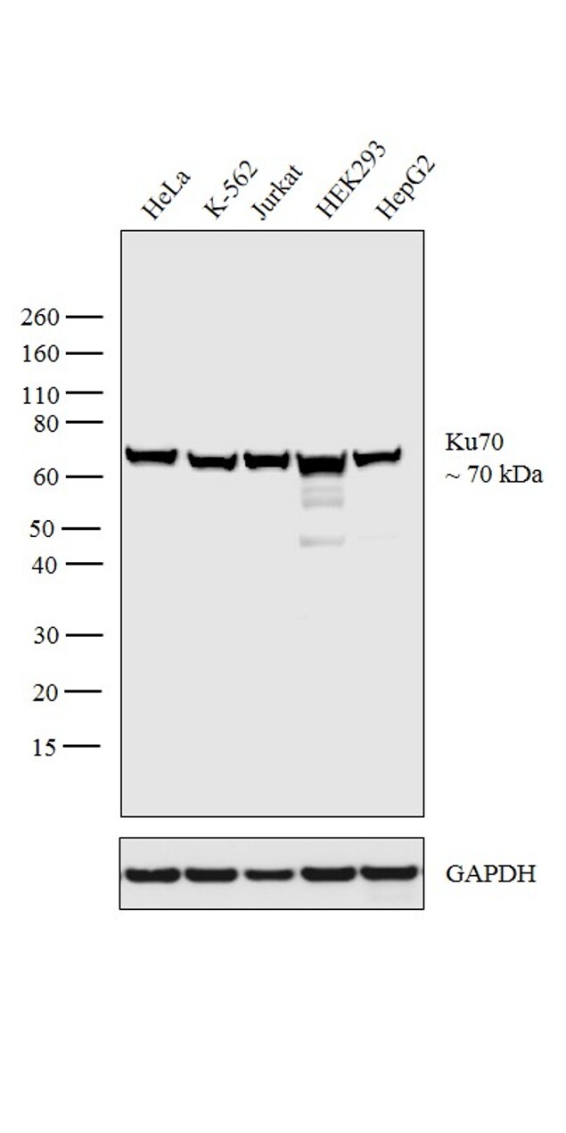 Ku70 Antibody (PA5-27538)