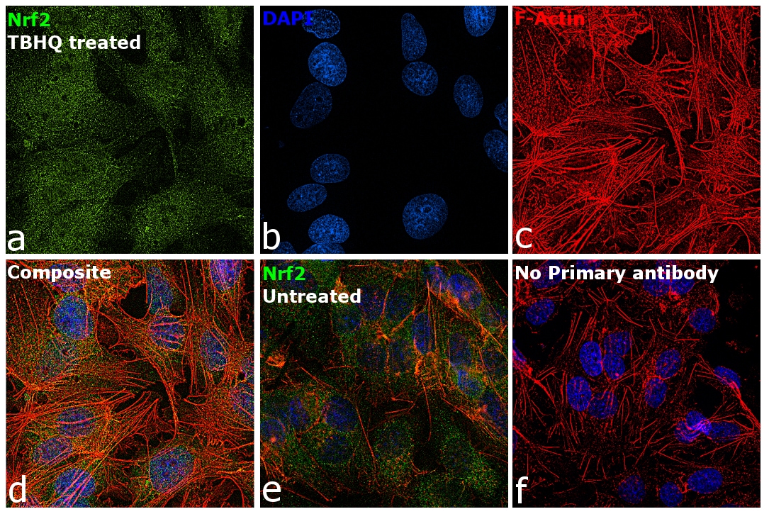 Nrf2 Antibody (PA5-27882)