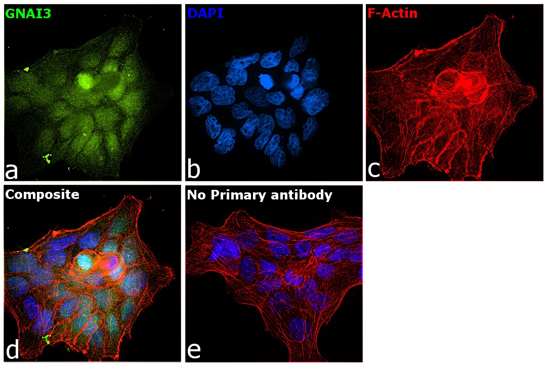 GNAI3 Antibody in Immunocytochemistry (ICC/IF)