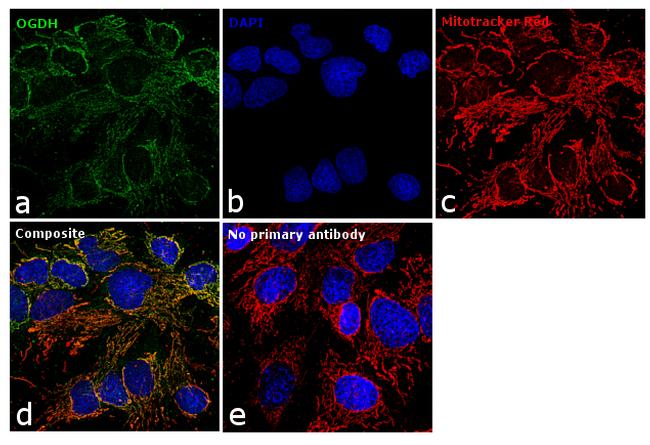 OGDH Antibody (PA5-28195)