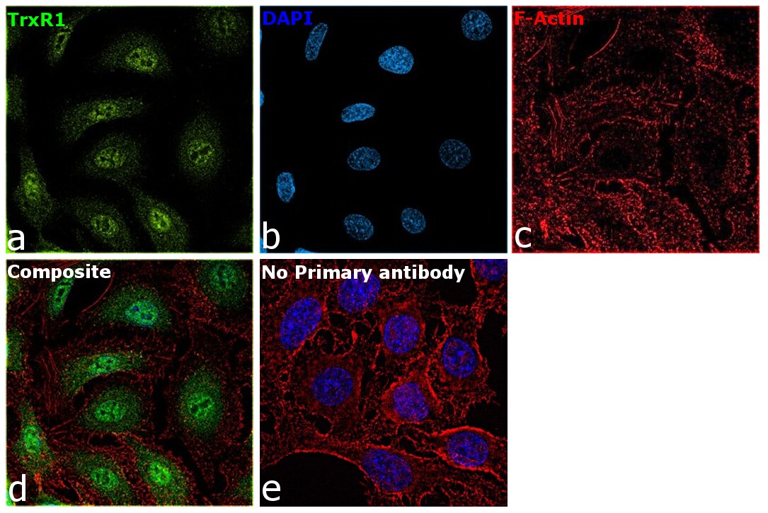 TrxR1 Antibody (PA5-28886)