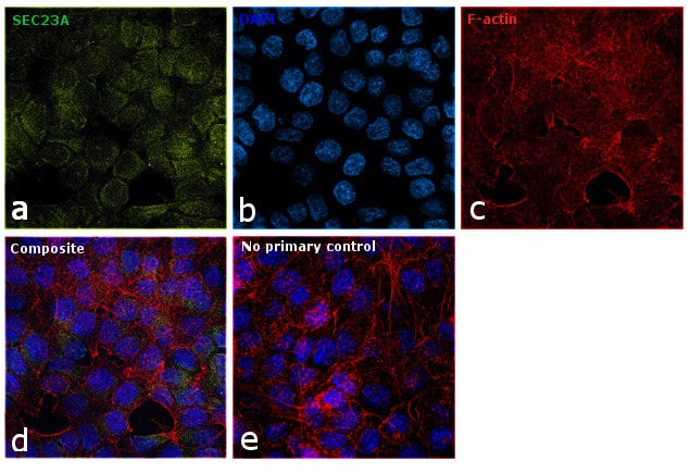 SEC23A Antibody (PA5-28984)