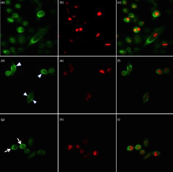 SSB Antibody (PA5-29763)