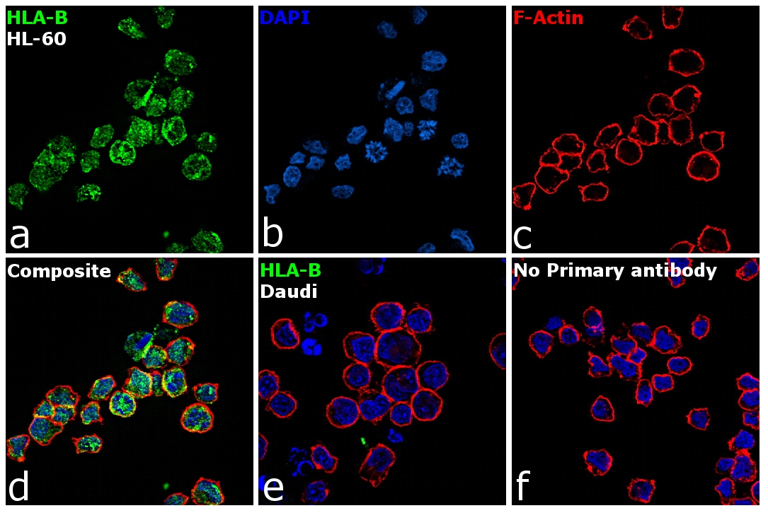 HLA-B Antibody (PA5-29929)