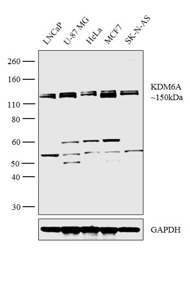 KDM6A Antibody (PA5-31772)