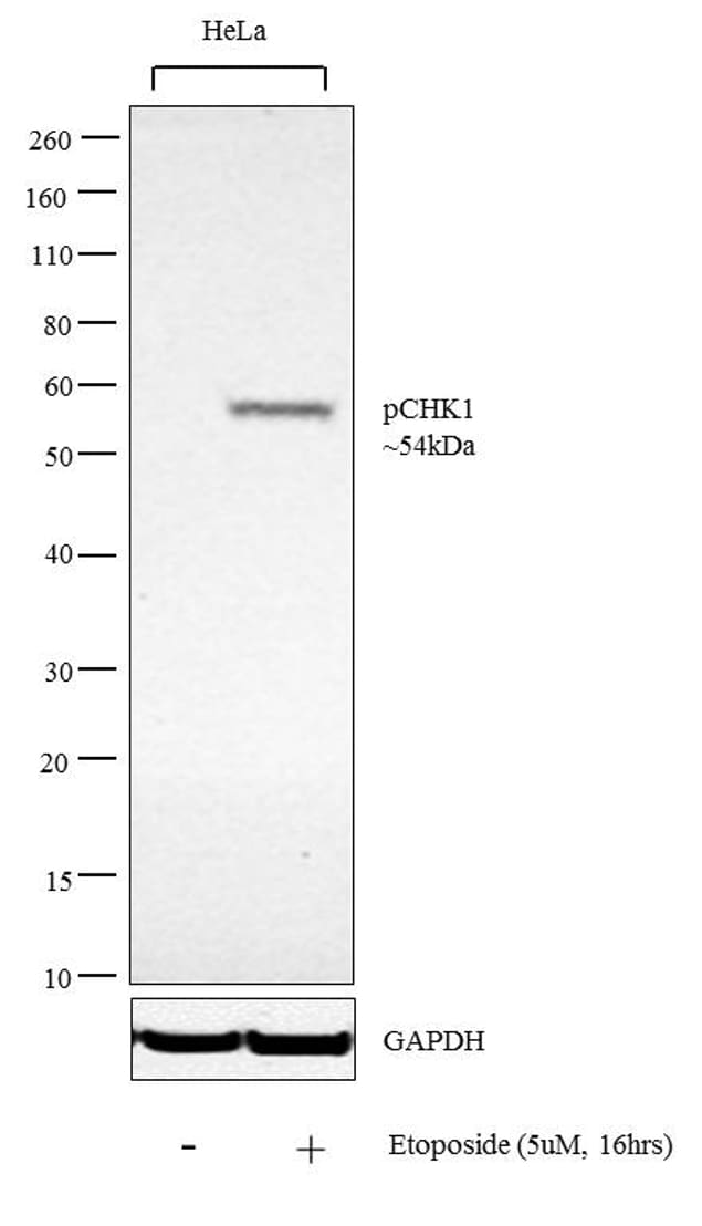 Phospho-CHK1 (Ser345) Antibody (PA5-34625)