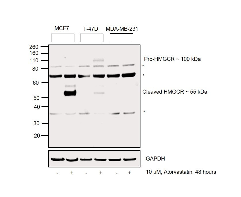 HMGCR Antibody (PA5-37367)