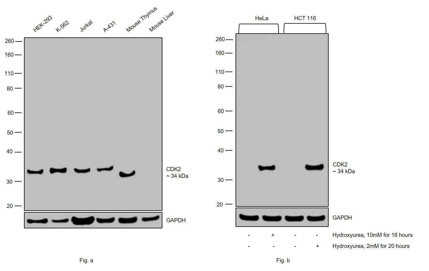 blueprint cdk2