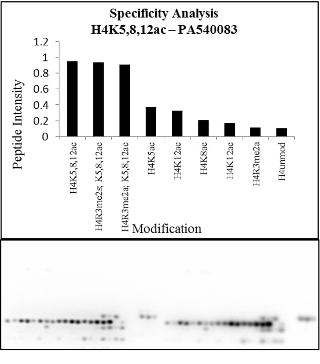 H4ac pan-acetyl (K5,K8,K12) Antibody