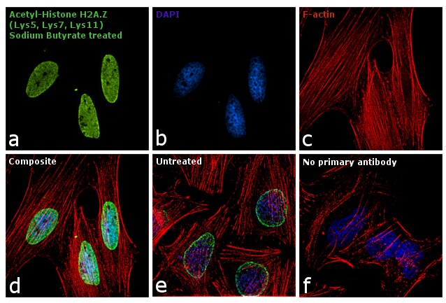 H2A.Zac pan-acetyl (K4,K7,K11) Antibody