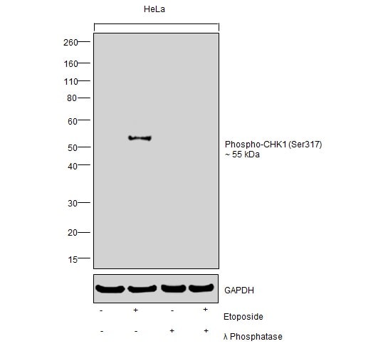 Phospho-CHK1 (Ser317) Antibody in Western Blot (WB)