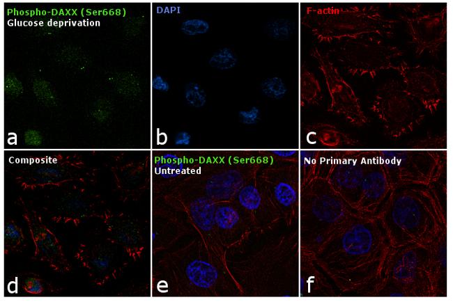 Phospho-DAXX (Ser668) Antibody in Immunocytochemistry (ICC/IF)