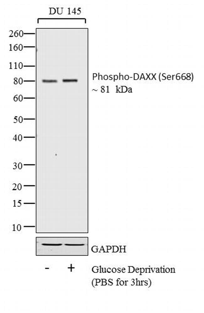 Phospho-DAXX (Ser668) Antibody in Western Blot (WB)