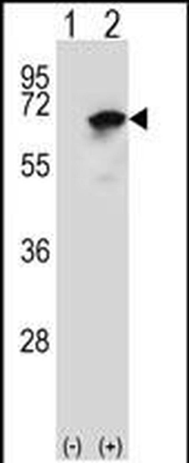 NARS Antibody in Western Blot (WB)