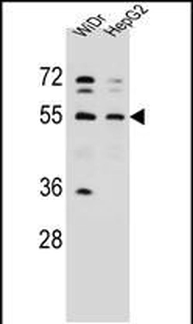 NARS Antibody in Western Blot (WB)