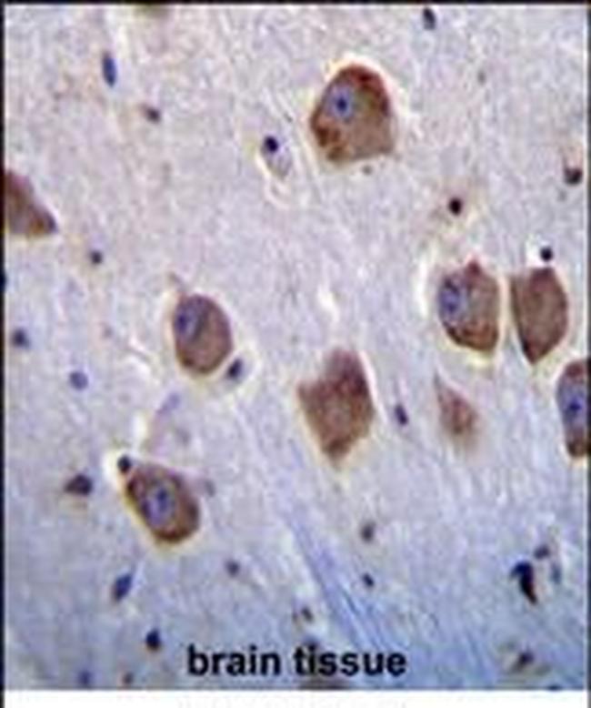 NT5DC4 Antibody in Immunohistochemistry (Paraffin) (IHC (P))