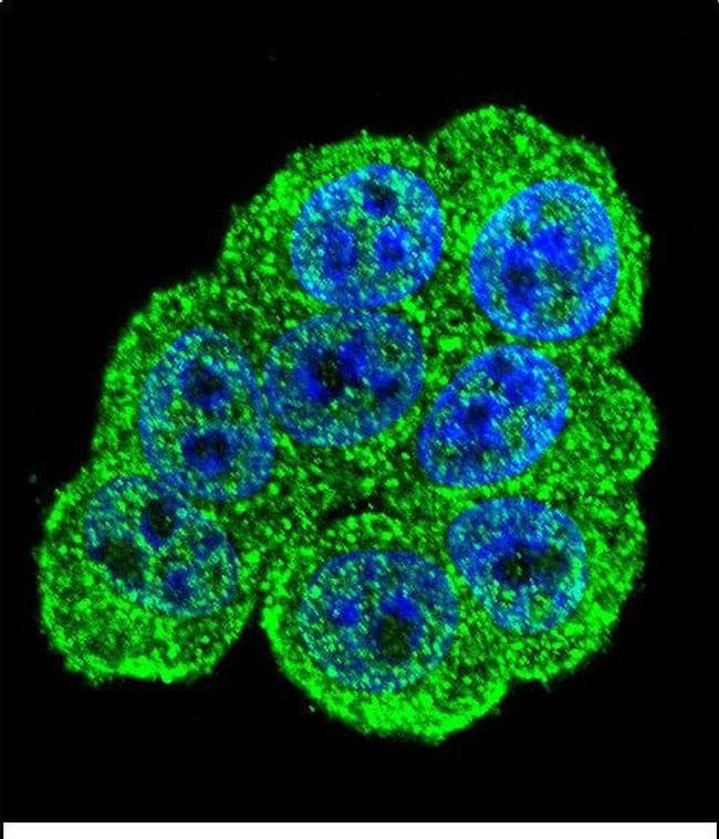 DIEXF Antibody in Immunocytochemistry (ICC/IF)