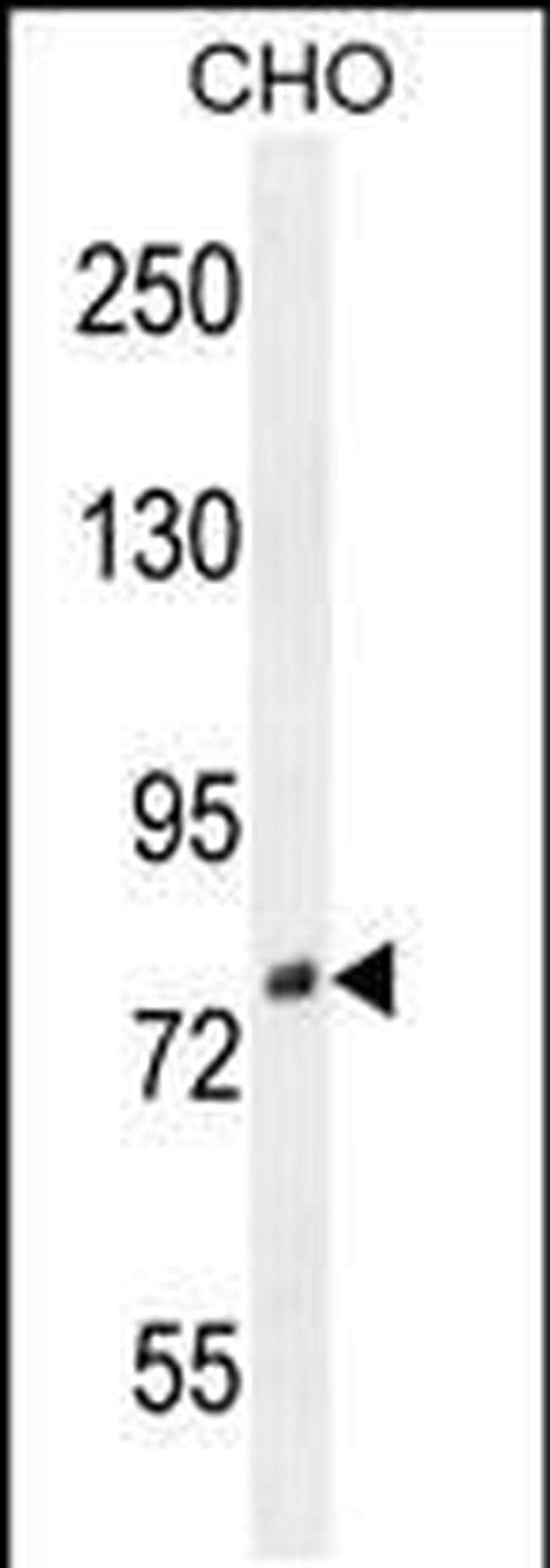 DIEXF Antibody in Western Blot (WB)